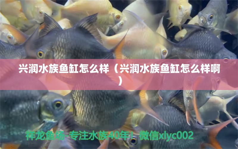 兴润水族鱼缸怎么样（兴润水族鱼缸怎么样啊）