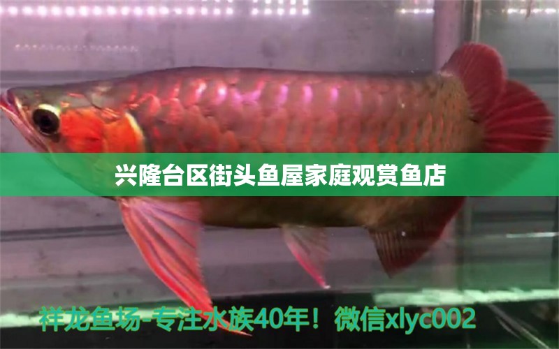 兴隆台区街头鱼屋家庭观赏鱼店 全国水族馆企业名录