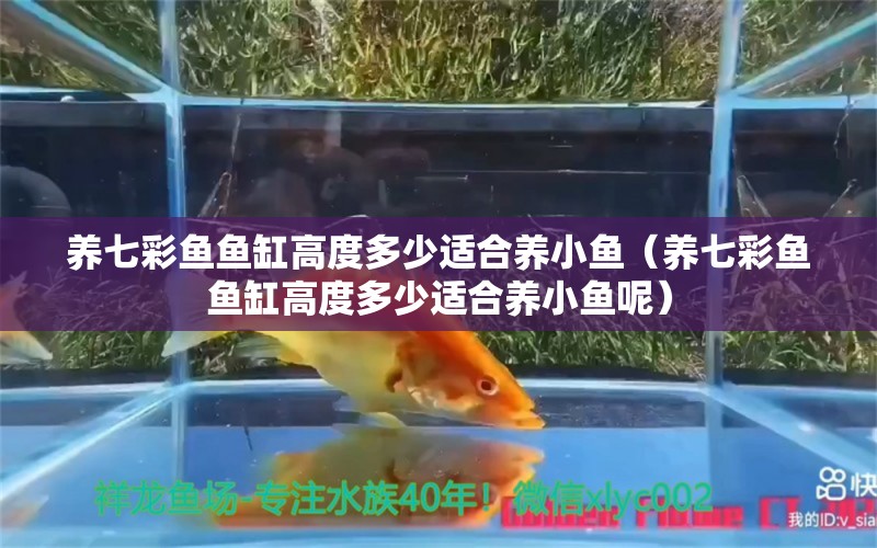 养七彩鱼鱼缸高度多少适合养小鱼（养七彩鱼鱼缸高度多少适合养小鱼呢） 鱼粮鱼药