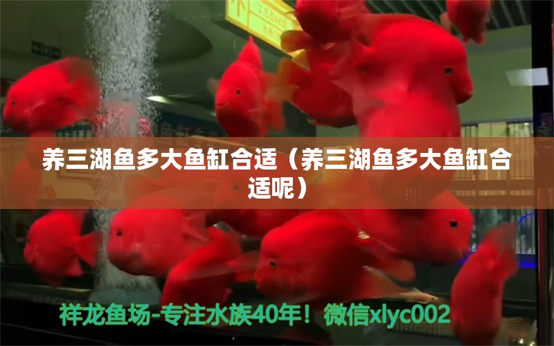 养三湖鱼多大鱼缸合适（养三湖鱼多大鱼缸合适呢） 祥龙水族医院