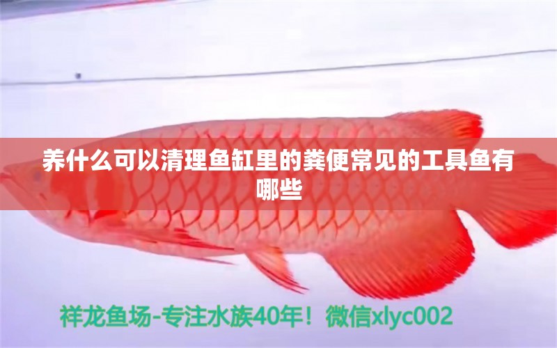 养什么可以清理鱼缸里的粪便常见的工具鱼有哪些 喂食器 第2张