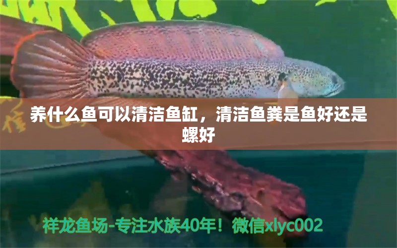 养什么鱼可以清洁鱼缸，清洁鱼粪是鱼好还是螺好