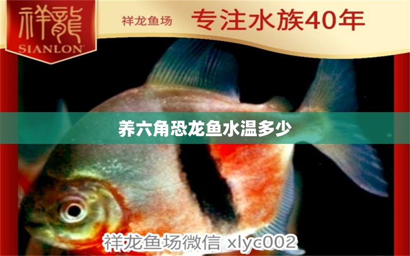 养六角恐龙鱼水温多少 水族问答 第2张