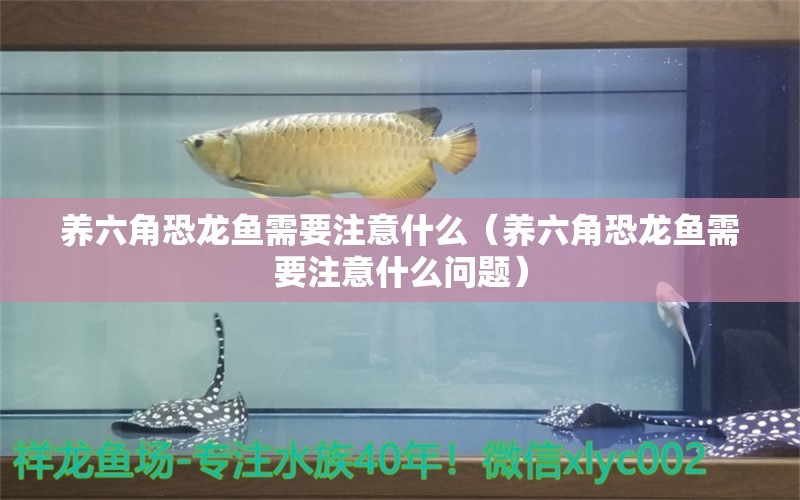 养六角恐龙鱼需要注意什么（养六角恐龙鱼需要注意什么问题）