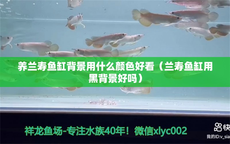 养兰寿鱼缸背景用什么颜色好看（兰寿鱼缸用黑背景好吗） 广州观赏鱼批发市场