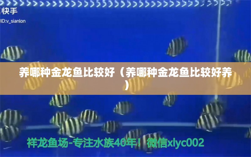 养哪种金龙鱼比较好（养哪种金龙鱼比较好养） 广州龙鱼批发市场