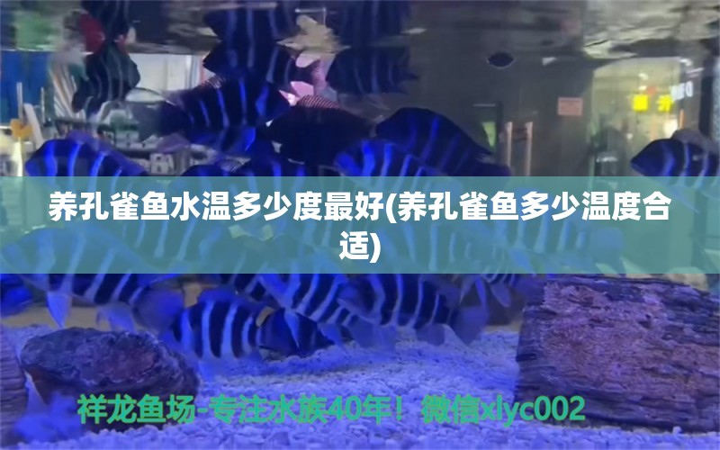 养孔雀鱼水温多少度最好(养孔雀鱼多少温度合适) 斑马鸭嘴鱼苗