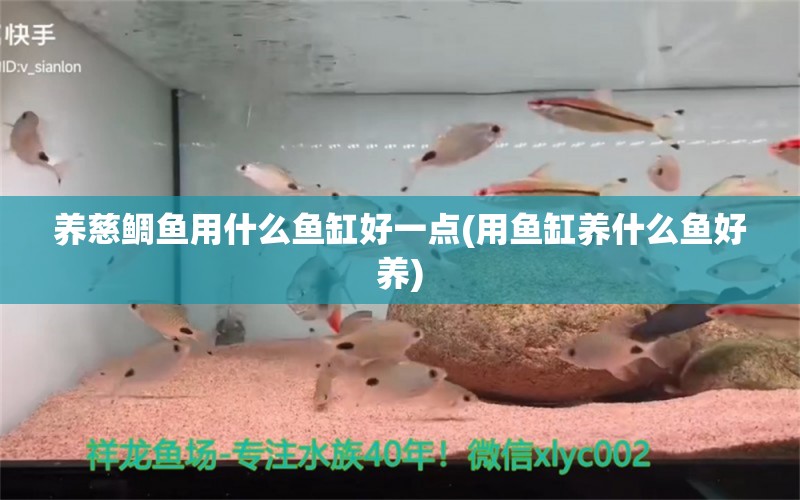 养慈鲷鱼用什么鱼缸好一点(用鱼缸养什么鱼好养)