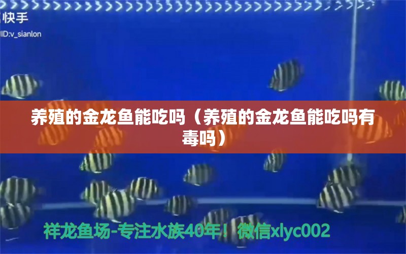 养殖的金龙鱼能吃吗（养殖的金龙鱼能吃吗有毒吗） 祥龙水族医院