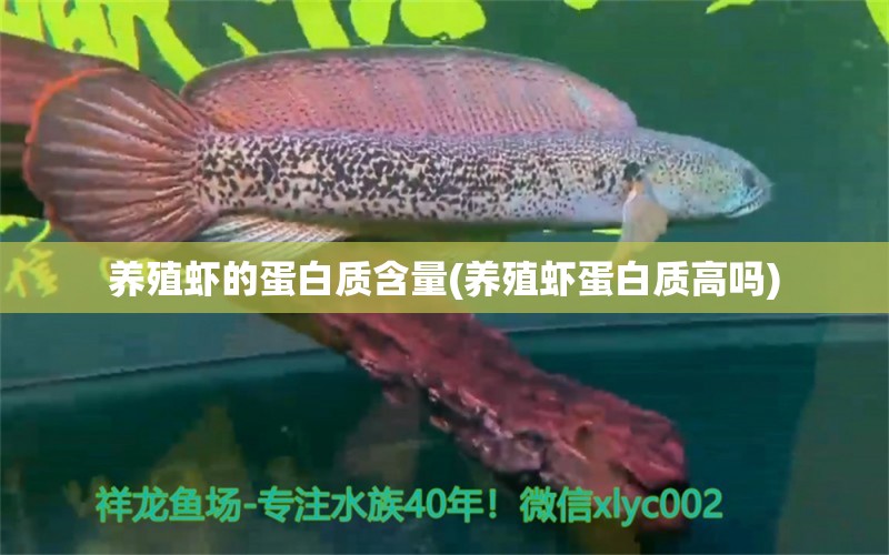 养殖虾的蛋白质含量(养殖虾蛋白质高吗) 申古银版鱼