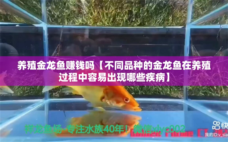 养殖金龙鱼赚钱吗【不同品种的金龙鱼在养殖过程中容易出现哪些疾病】 水族问答 第2张