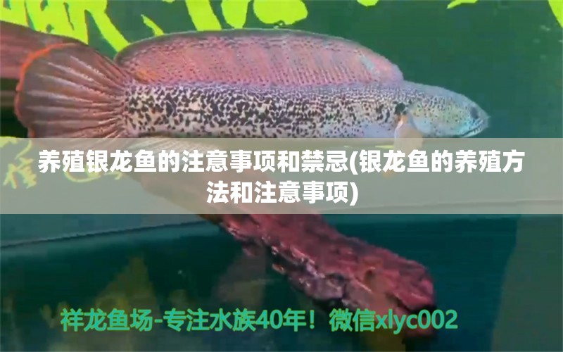 养殖银龙鱼的注意事项和禁忌(银龙鱼的养殖方法和注意事项) 银龙鱼百科 第1张