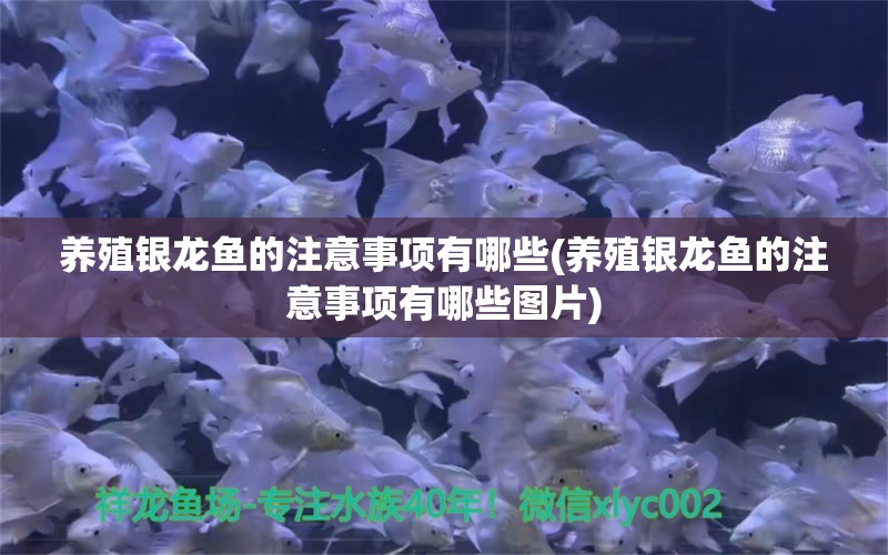 养殖银龙鱼的注意事项有哪些(养殖银龙鱼的注意事项有哪些图片) 银龙鱼