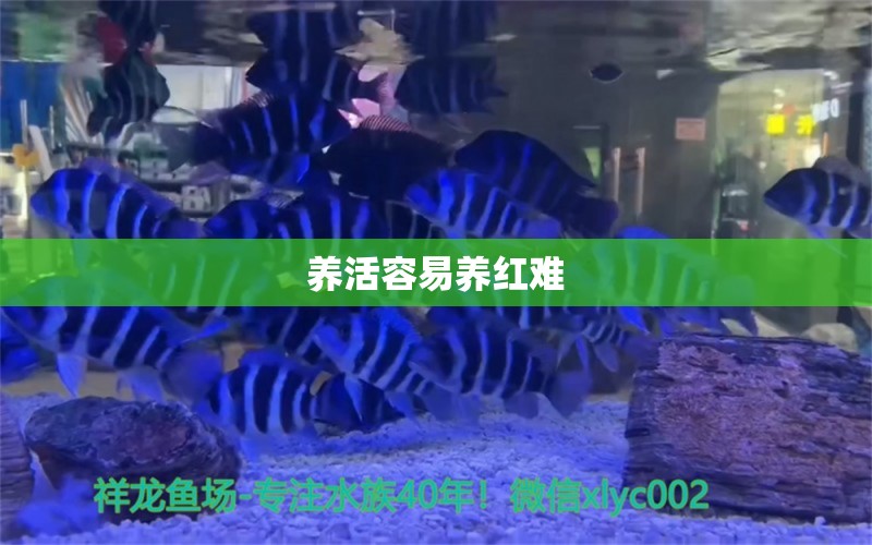 养活容易养红难 龙鱼百科 第4张