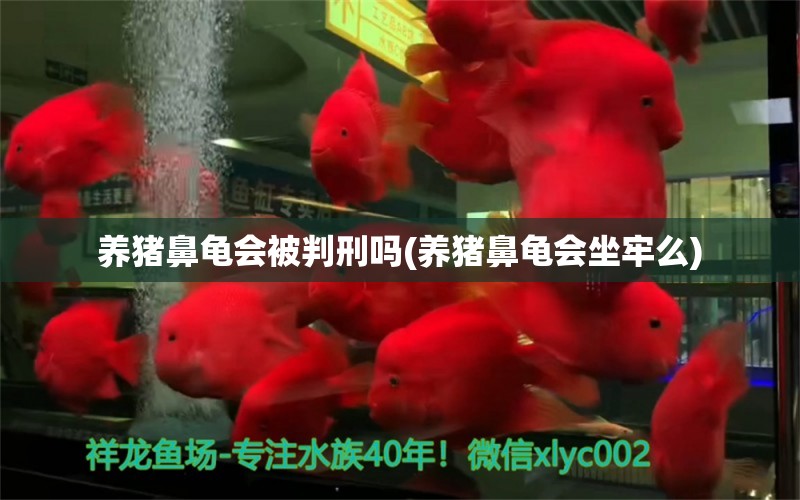 养猪鼻龟会被判刑吗(养猪鼻龟会坐牢么) 猪鼻龟百科 第1张