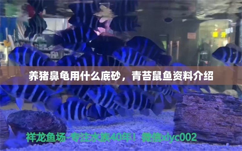 养猪鼻龟用什么底砂，青苔鼠鱼资料介绍