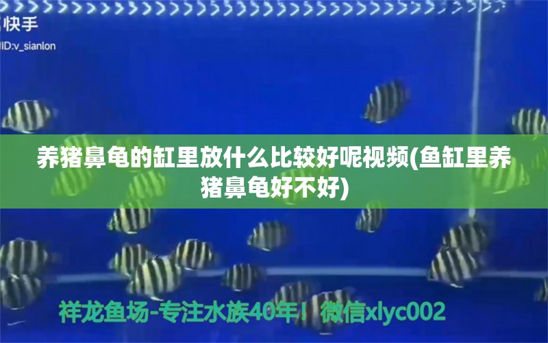 养猪鼻龟的缸里放什么比较好呢视频(鱼缸里养猪鼻龟好不好) 猪鼻龟百科 第2张