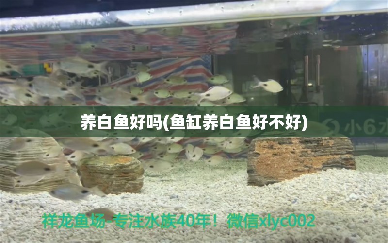 养白鱼好吗(鱼缸养白鱼好不好) 一眉道人鱼