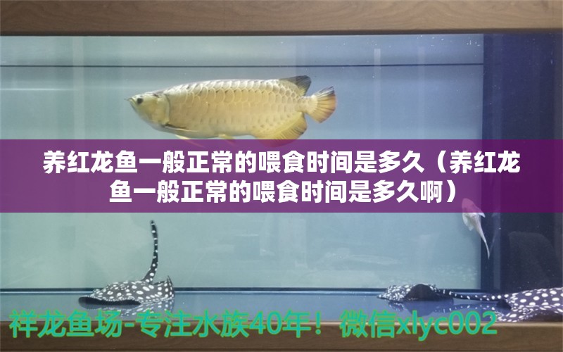 养红龙鱼一般正常的喂食时间是多久（养红龙鱼一般正常的喂食时间是多久啊）