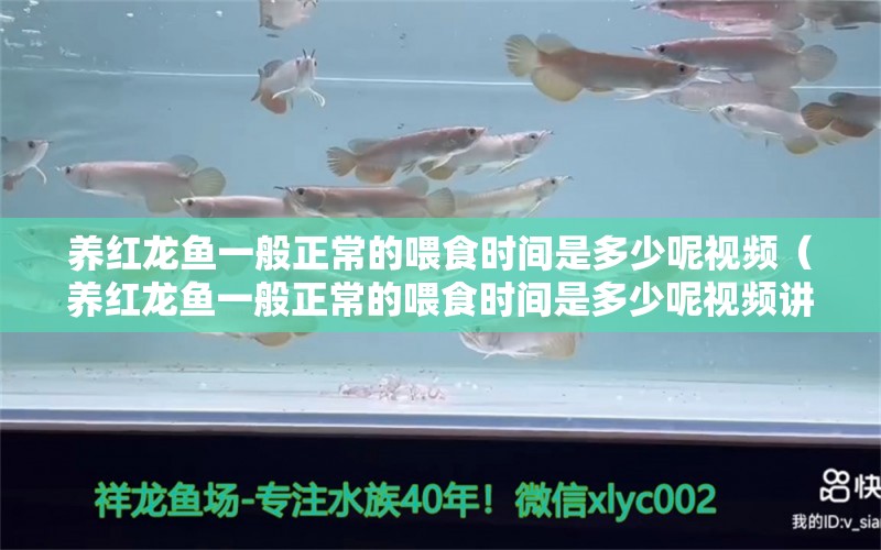 养红龙鱼一般正常的喂食时间是多少呢视频（养红龙鱼一般正常的喂食时间是多少呢视频讲解）