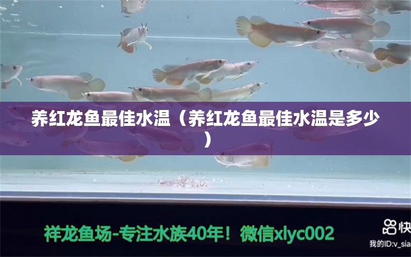 养红龙鱼最佳水温（养红龙鱼最佳水温是多少）