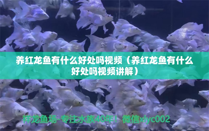 养红龙鱼有什么好处吗视频（养红龙鱼有什么好处吗视频讲解） 龙鱼百科