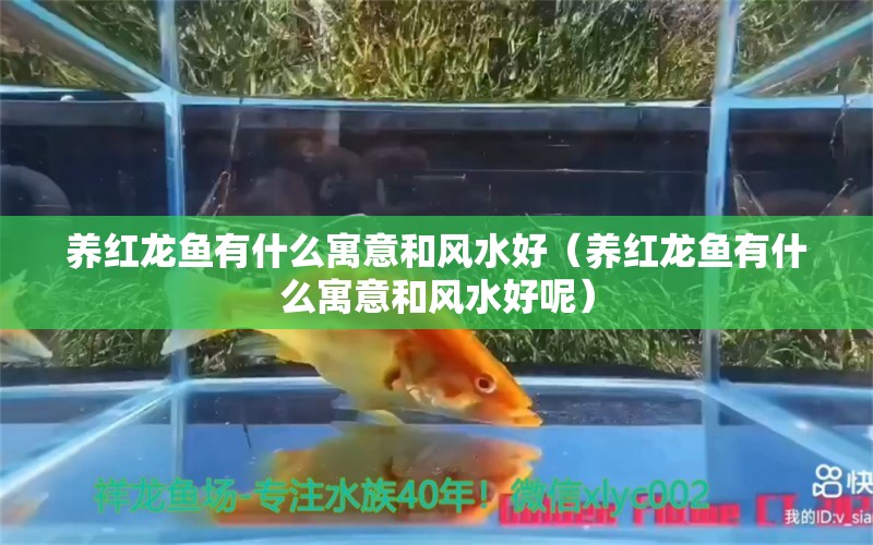 养红龙鱼有什么寓意和风水好（养红龙鱼有什么寓意和风水好呢） 鱼缸风水