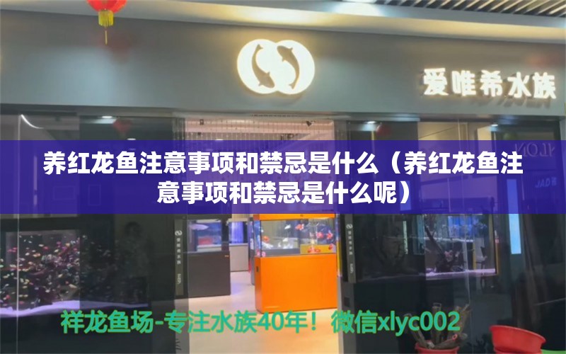 养红龙鱼注意事项和禁忌是什么（养红龙鱼注意事项和禁忌是什么呢） 龙鱼百科