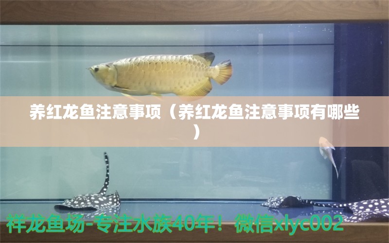 养红龙鱼注意事项（养红龙鱼注意事项有哪些） 印尼红龙鱼