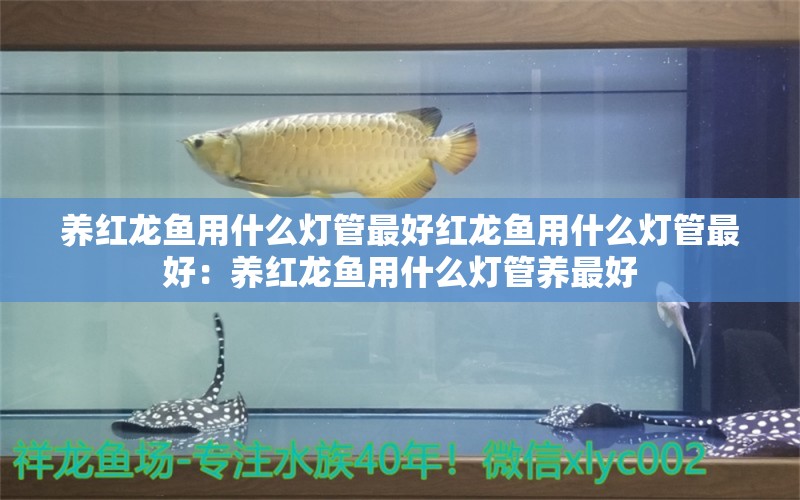 养红龙鱼用什么灯管最好红龙鱼用什么灯管最好：养红龙鱼用什么灯管养最好 龙鱼百科 第2张