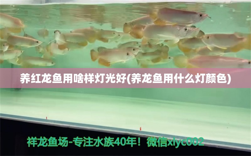 养红龙鱼用啥样灯光好(养龙鱼用什么灯颜色) 月光鸭嘴鱼苗 第1张