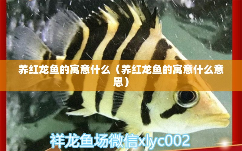 养红龙鱼的寓意什么（养红龙鱼的寓意什么意思） 龙鱼百科