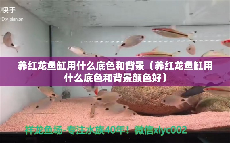 养红龙鱼缸用什么底色和背景（养红龙鱼缸用什么底色和背景颜色好）