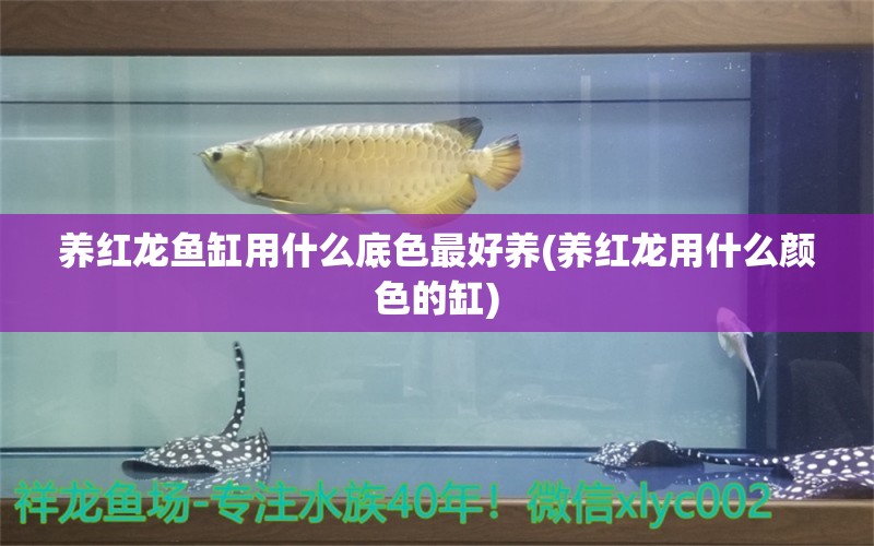 养红龙鱼缸用什么底色最好养(养红龙用什么颜色的缸)