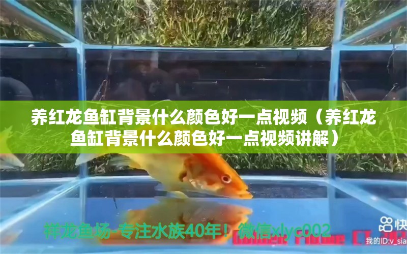 养红龙鱼缸背景什么颜色好一点视频（养红龙鱼缸背景什么颜色好一点视频讲解） 印尼红龙鱼