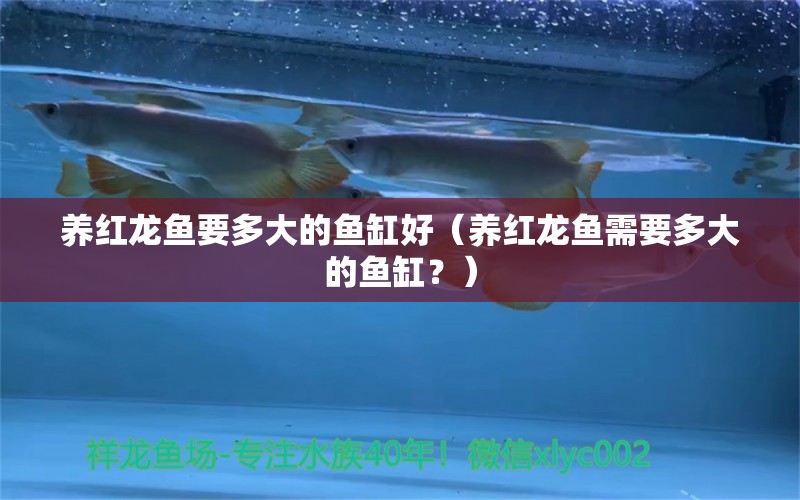 养红龙鱼要多大的鱼缸好（养红龙鱼需要多大的鱼缸？） 水族问答 第1张