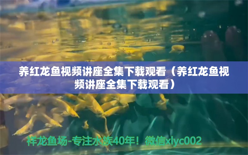 养红龙鱼视频讲座全集下载观看（养红龙鱼视频讲座全集下载观看） 龙鱼百科