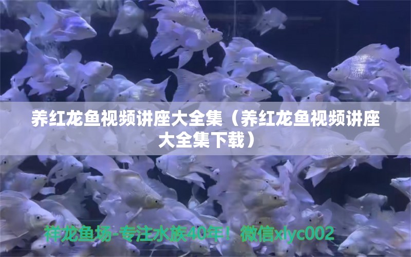 养红龙鱼视频讲座大全集（养红龙鱼视频讲座大全集下载） 印尼红龙鱼