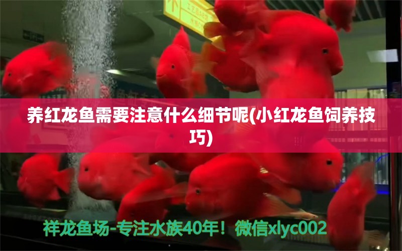 养红龙鱼需要注意什么细节呢(小红龙鱼饲养技巧)