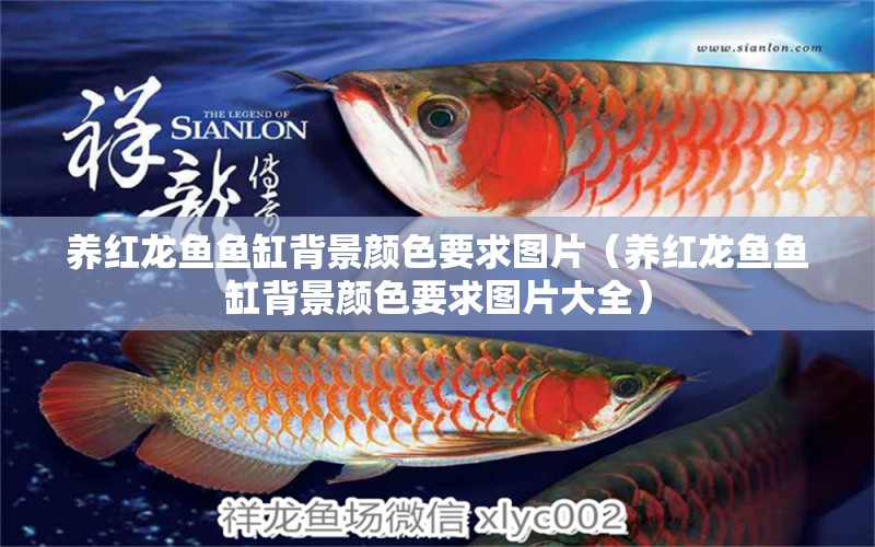 养红龙鱼鱼缸背景颜色要求图片（养红龙鱼鱼缸背景颜色要求图片大全） 印尼红龙鱼