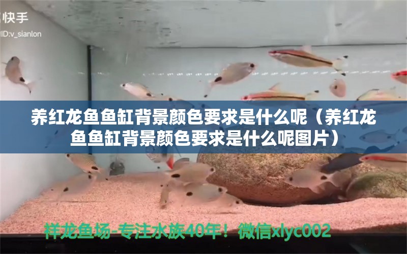 养红龙鱼鱼缸背景颜色要求是什么呢（养红龙鱼鱼缸背景颜色要求是什么呢图片）