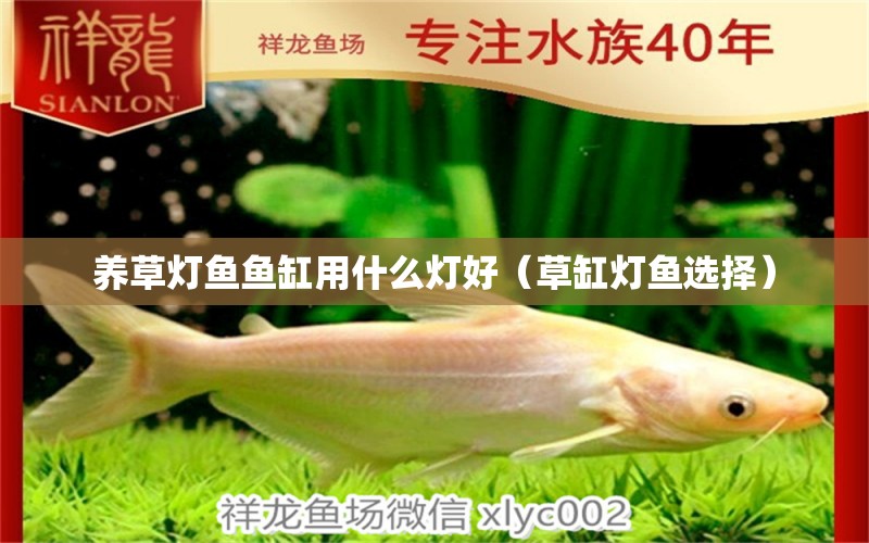 养草灯鱼鱼缸用什么灯好（草缸灯鱼选择） 祥龙水族医院