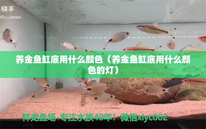 养金鱼缸底用什么颜色（养金鱼缸底用什么颜色的灯） 斑马狗头鱼