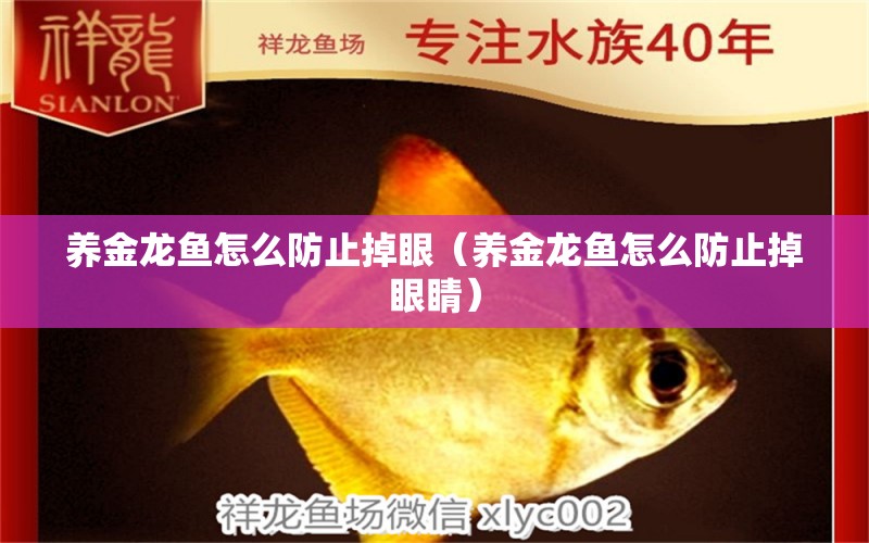 养金龙鱼怎么防止掉眼（养金龙鱼怎么防止掉眼睛） 祥龙水族医院