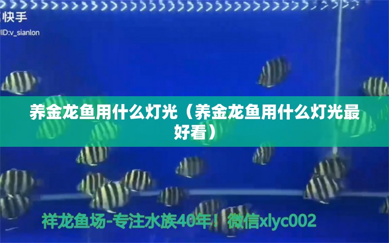 养金龙鱼用什么灯光（养金龙鱼用什么灯光最好看） 祥龙水族医院