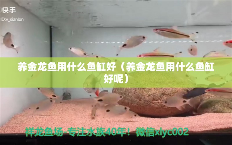 养金龙鱼用什么鱼缸好（养金龙鱼用什么鱼缸好呢）