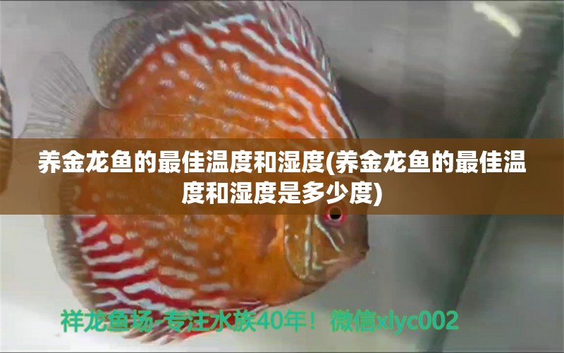 养金龙鱼的最佳温度和湿度(养金龙鱼的最佳温度和湿度是多少度)