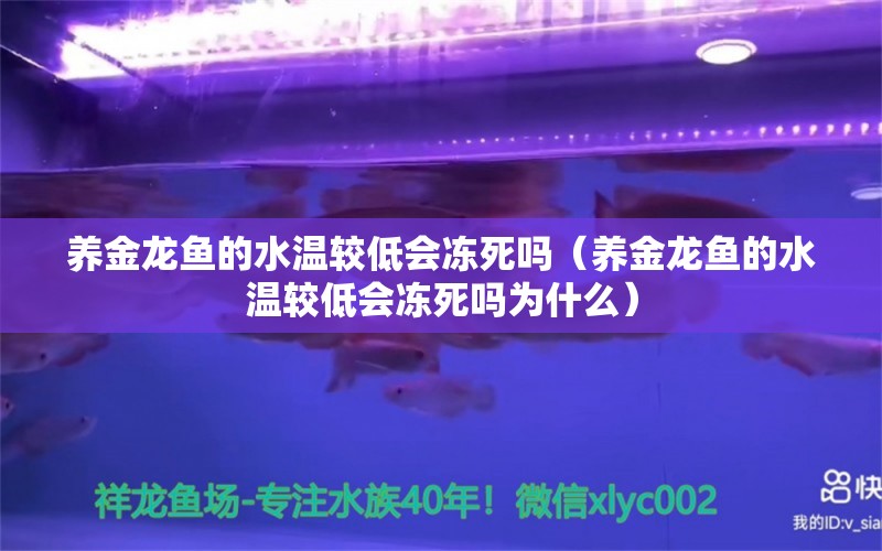 养金龙鱼的水温较低会冻死吗（养金龙鱼的水温较低会冻死吗为什么）