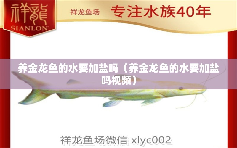 养金龙鱼的水要加盐吗（养金龙鱼的水要加盐吗视频） 广州龙鱼批发市场