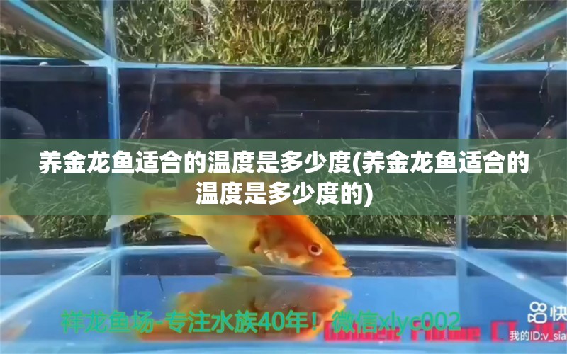 养金龙鱼适合的温度是多少度(养金龙鱼适合的温度是多少度的) 朱巴利鱼 第1张